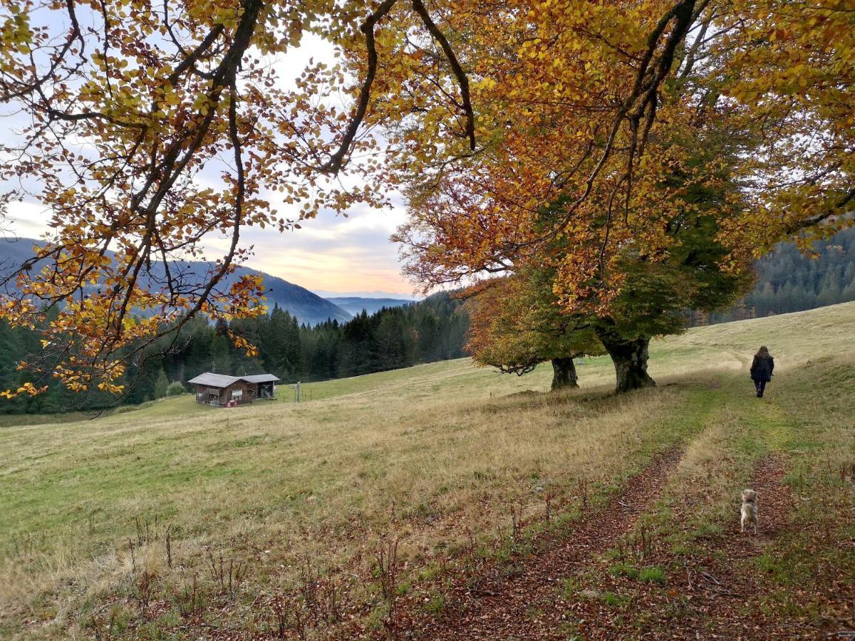 C4 Albmatte-Fewo Sauna, Hallenbad Aussenbecken Massagen Nebenan Menzenschwand-Hinterdorf Exteriör bild