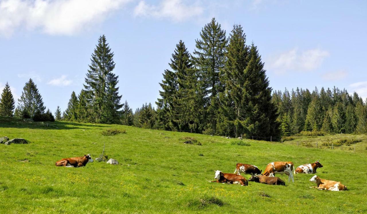 C4 Albmatte-Fewo Sauna, Hallenbad Aussenbecken Massagen Nebenan Menzenschwand-Hinterdorf Exteriör bild