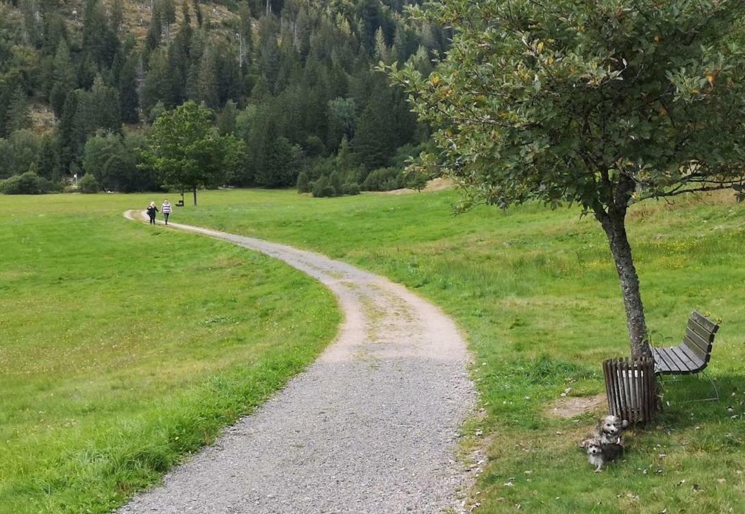 C4 Albmatte-Fewo Sauna, Hallenbad Aussenbecken Massagen Nebenan Menzenschwand-Hinterdorf Exteriör bild
